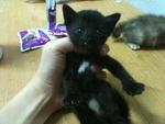 Urgent!!cute Kittens For Adoption!! - Domestic Short Hair Cat