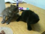 Urgent!!cute Kittens For Adoption!! - Domestic Short Hair Cat