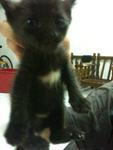 Urgent!!cute Kittens For Adoption!! - Domestic Short Hair Cat