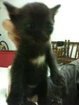 Urgent!!cute Kittens For Adoption!! - Domestic Short Hair Cat