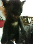 Urgent!!cute Kittens For Adoption!! - Domestic Short Hair Cat