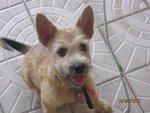 Toby - Mixed Breed Dog