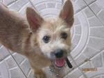 Toby - Mixed Breed Dog