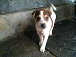 4 Puppies Waiting For Adoption - Mixed Breed Dog