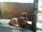 4 Puppies Waiting For Adoption - Mixed Breed Dog