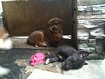 4 Puppies Waiting For Adoption - Mixed Breed Dog