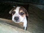 4 Puppies Waiting For Adoption - Mixed Breed Dog