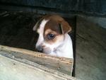 4 Puppies Waiting For Adoption - Mixed Breed Dog