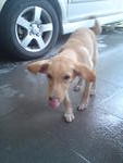 Marco - Golden Retriever Mix Dog