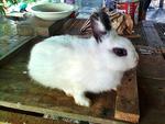 Netherland Dwarf Mix - Netherland Dwarf Rabbit