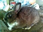 Netherland Dwarf Mix - Netherland Dwarf Rabbit