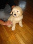 Golden Retriever Female Puppy - Golden Retriever + Poodle Dog