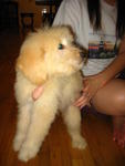 Golden Retriever Female Puppy - Golden Retriever + Poodle Dog