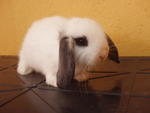 Imported Honey - Holland Lop Rabbit