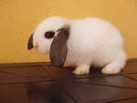 Imported Honey - Holland Lop Rabbit