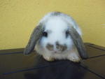 Imported Ginger - Holland Lop Rabbit