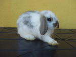 Imported Pepper - Holland Lop Rabbit