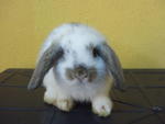 Imported Pepper - Holland Lop Rabbit