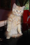 Baby - Persian Cat