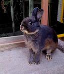 Netherland Dwarf - Majesty - Netherland Dwarf Rabbit