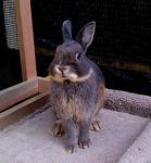 Netherland Dwarf - Majesty - Netherland Dwarf Rabbit