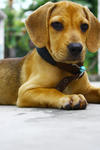 Har Mou - Beagle Mix Dog