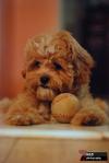 Mei Mei - Shih Tzu + Poodle Dog