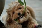 Mei Mei - Shih Tzu + Poodle Dog