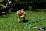 Mei Mei - Shih Tzu + Poodle Dog