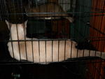 Chiko - Siamese Cat