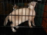 Chiko - Siamese Cat