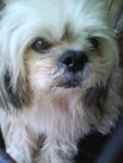 Bobby - Shih Tzu Dog