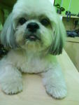 Bobby - Shih Tzu Dog