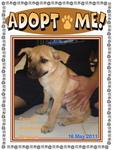 2 Puppies Awaiting Adoption - Mixed Breed Dog