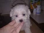 Weebo - Maltese Dog