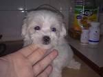 Weebo - Maltese Dog