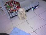 Weebo - Maltese Dog