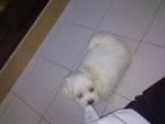 Weebo - Maltese Dog