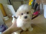 Weebo - Maltese Dog