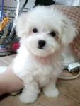 Weebo - Maltese Dog