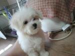 Weebo - Maltese Dog