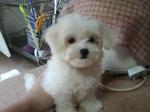 Weebo - Maltese Dog