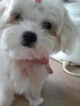 Weebo - Maltese Dog