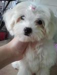 Weebo - Maltese Dog