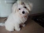 Weebo - Maltese Dog