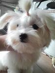 Weebo - Maltese Dog