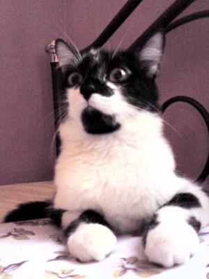 Tot @ Bendot - Domestic Medium Hair + Tuxedo Cat