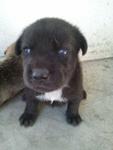 J-female Puppy-01 - Mixed Breed Dog