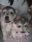 Dark Wolf Grey(Left), Light Wolf Grey(Right)