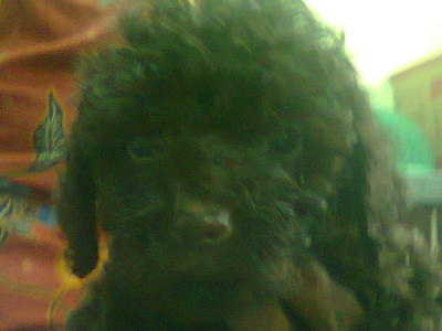 Home Bred Toy Poodle Pups - Poodle Dog